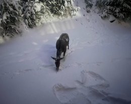 AVENIERES E  AVENIERES E