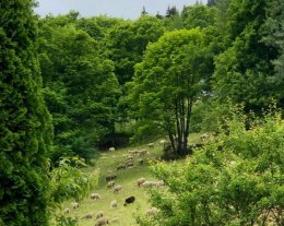 Chalet La Tanniere