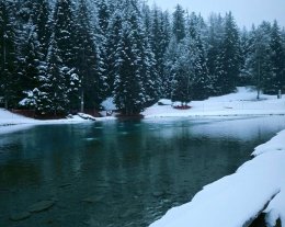 Le Tetras