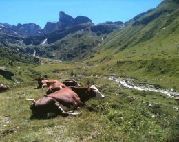 Chalets de la Vanoise, N° 5204