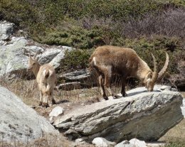 Les chalets de la Vanoise, n°4208