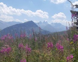 chalet l'ours brun