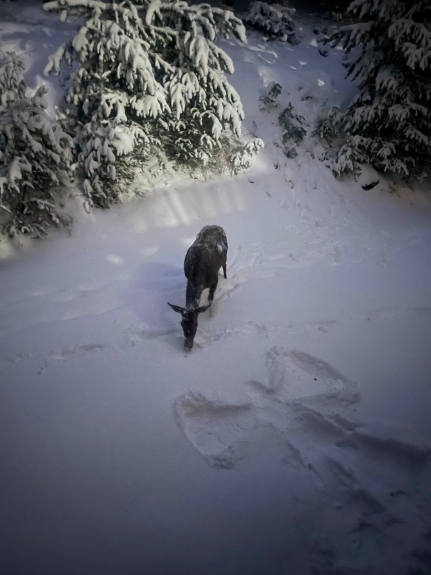 Un ange passe à la norma....
