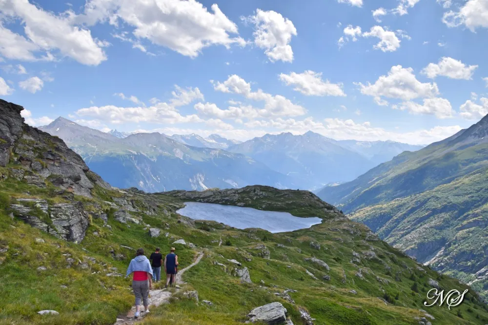 La vachette