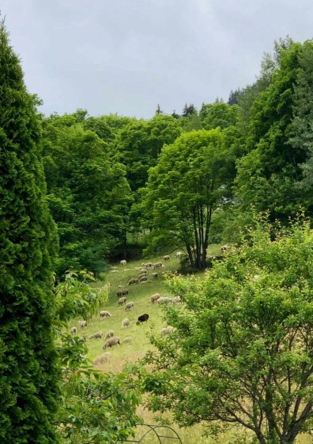vue de la terrasse arrière l'été