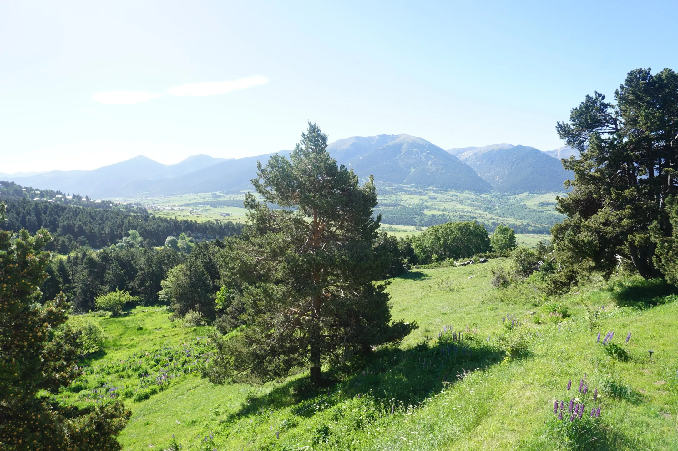 vue sur la forêt et les montagnes depuis l'appartement