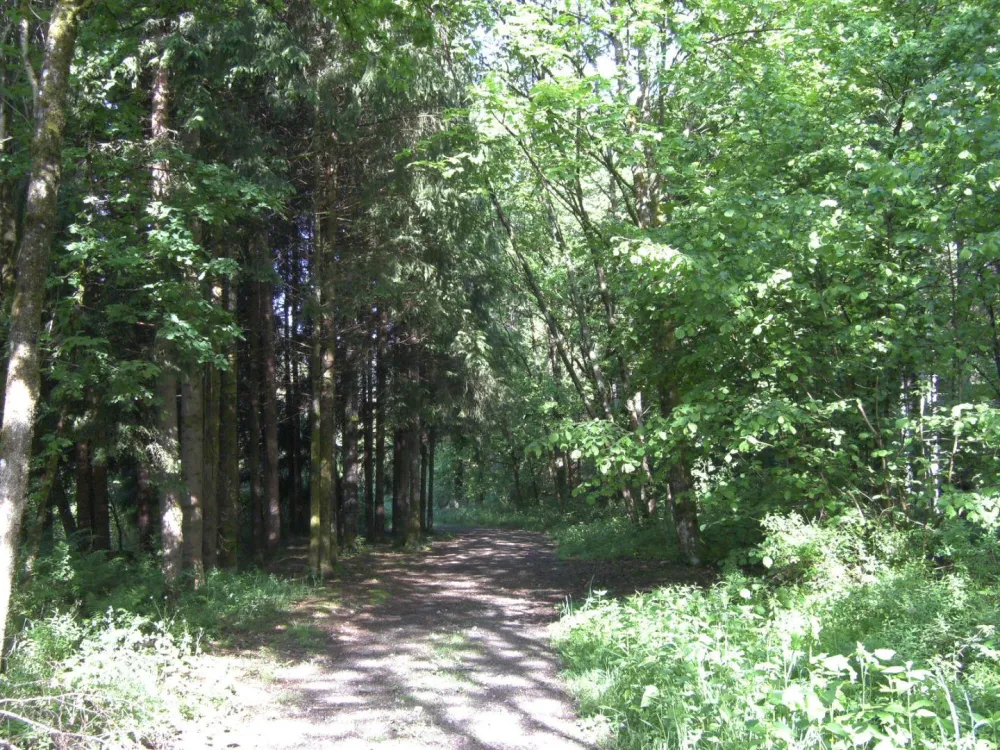 départ de  la maison, promenade agréable  le long de la Moselotte pour arriver au lac  a 500m du gite 