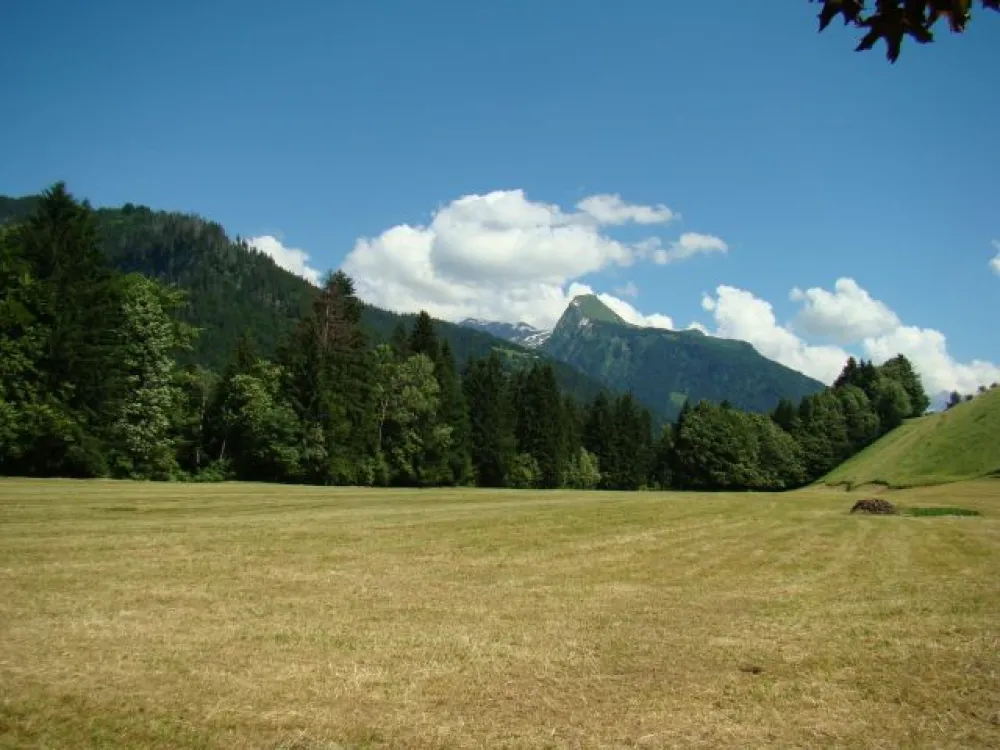 Immense espace naturel devant le chalet... en été