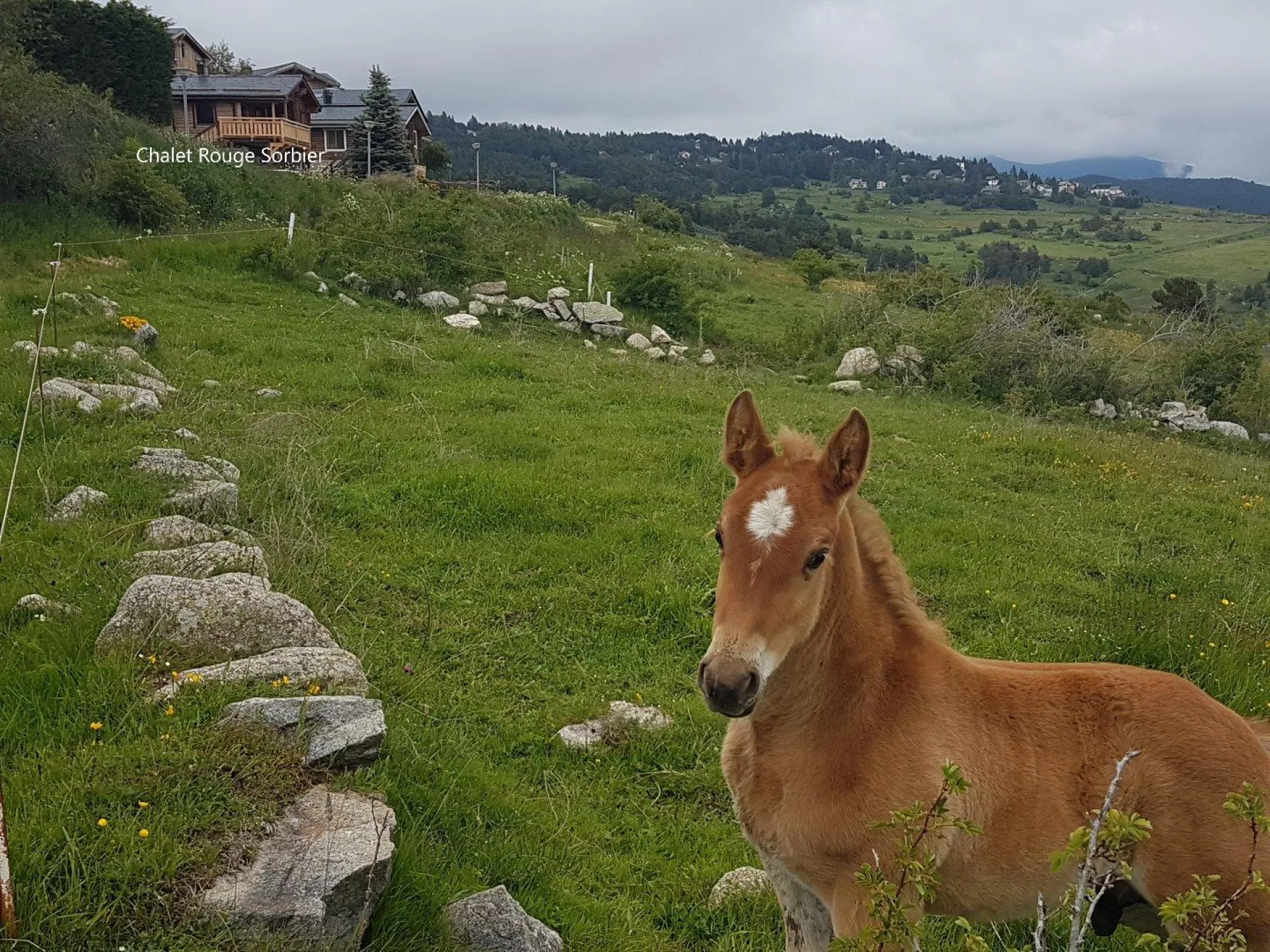 En face du chalet, les pâturages où paissent les vaches ou les chevaux, selon les saisons.