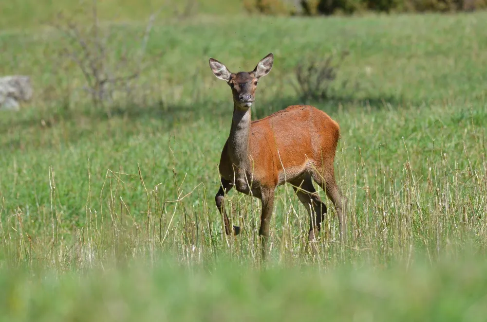 Une jeune biche, à 100 m du chalet.