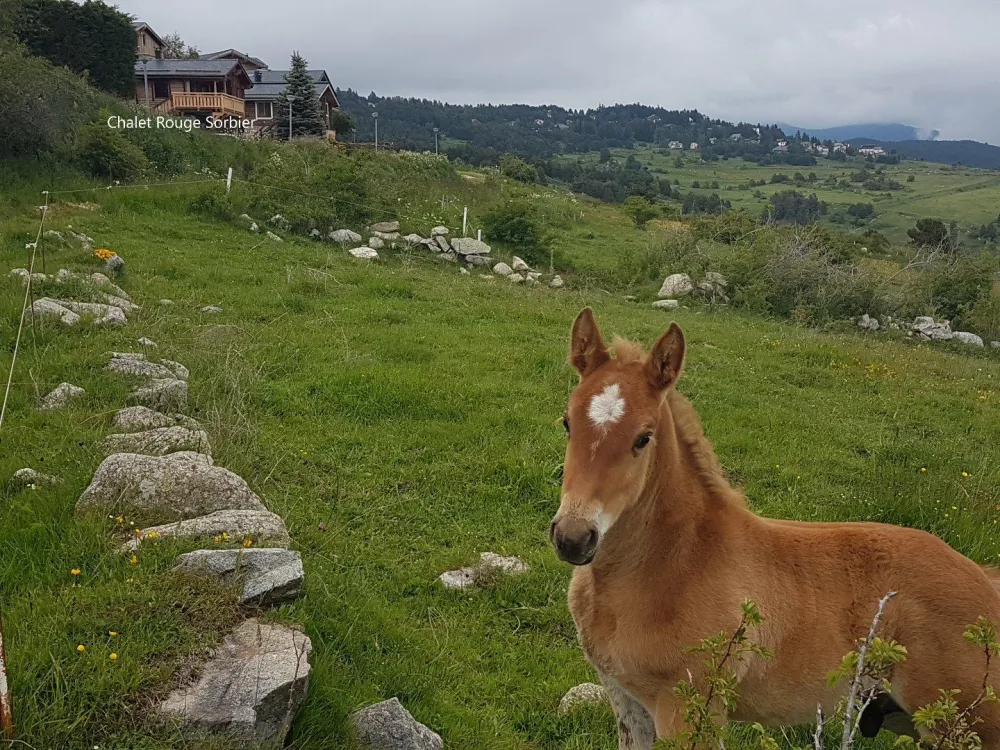 En contrebas du chalet, les pâturages où paissent chevaux ou vaches, selon les saisons.