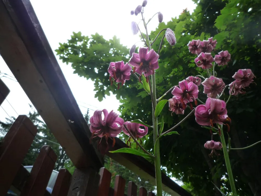 Lyse-Martagon, espèce rare protégé, au pied de la terrasse. 