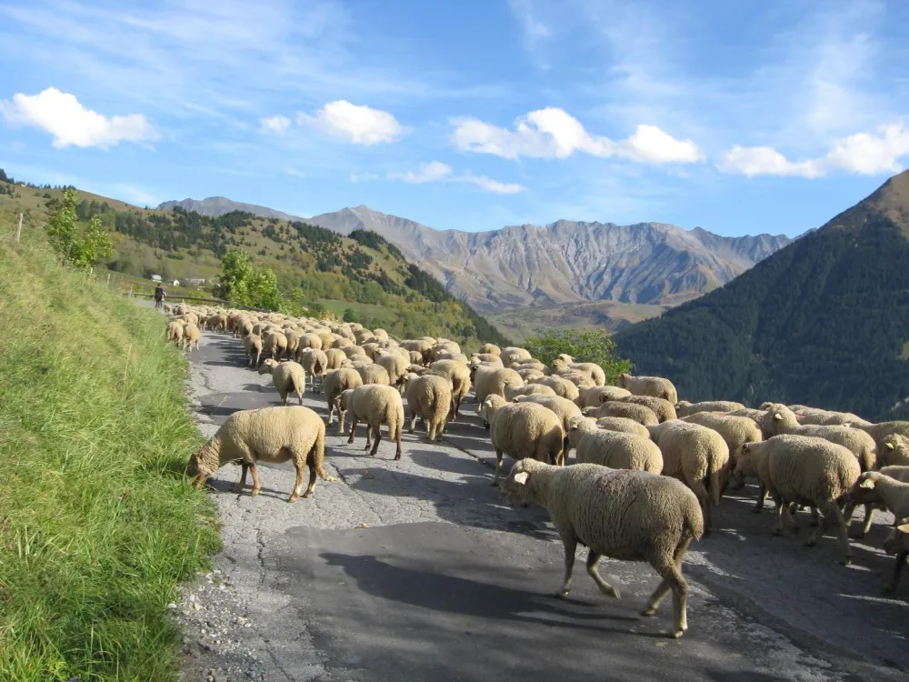 La transhumance des moutons