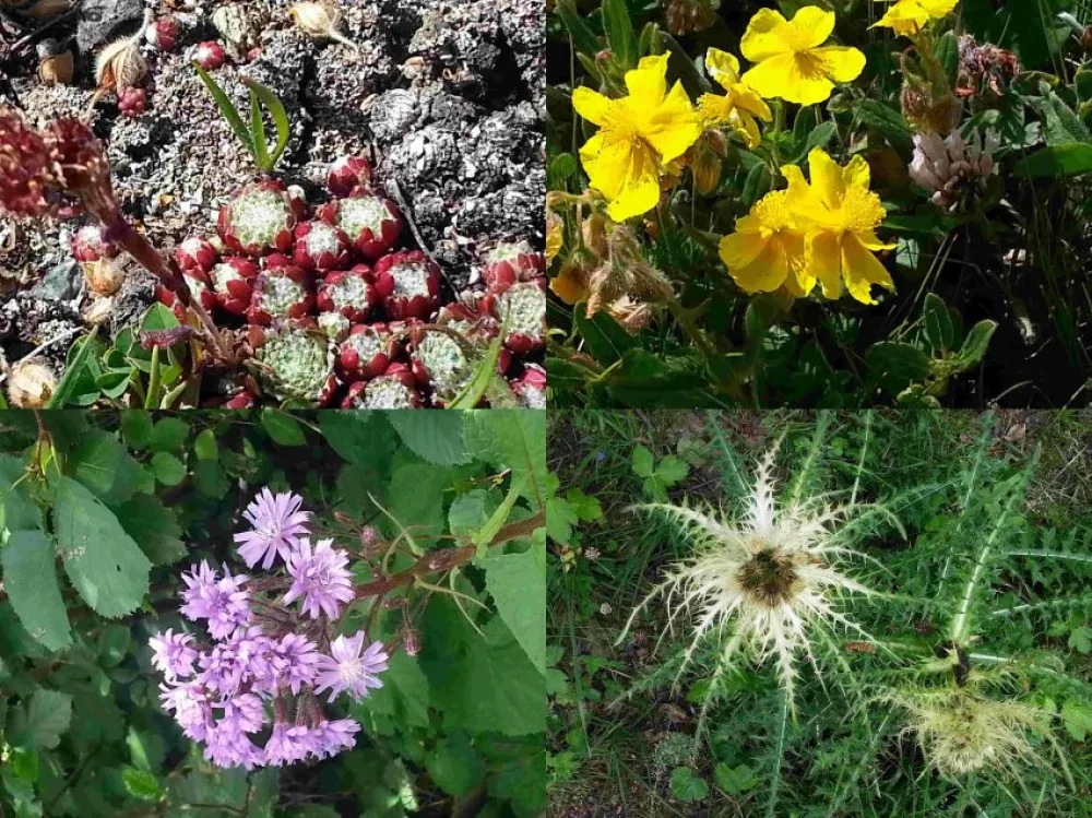 Flore et faune exceptionnelles de nos montagnes du parc national de la Vanoise au gré de vos promenades