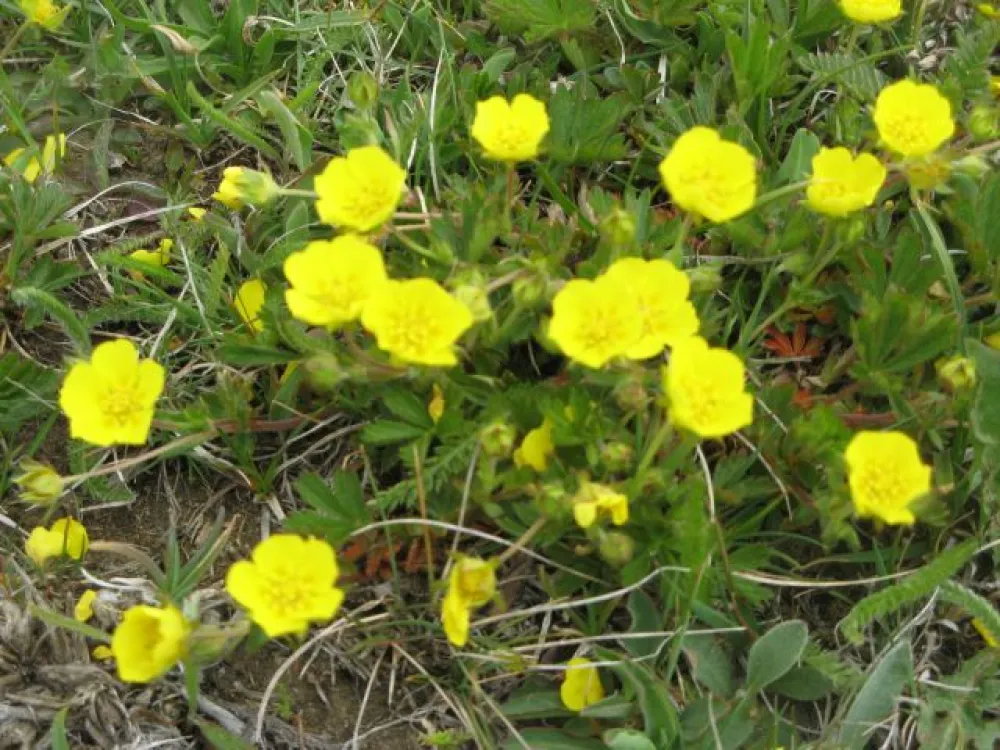 tapis de fleurs au Mont Cenis