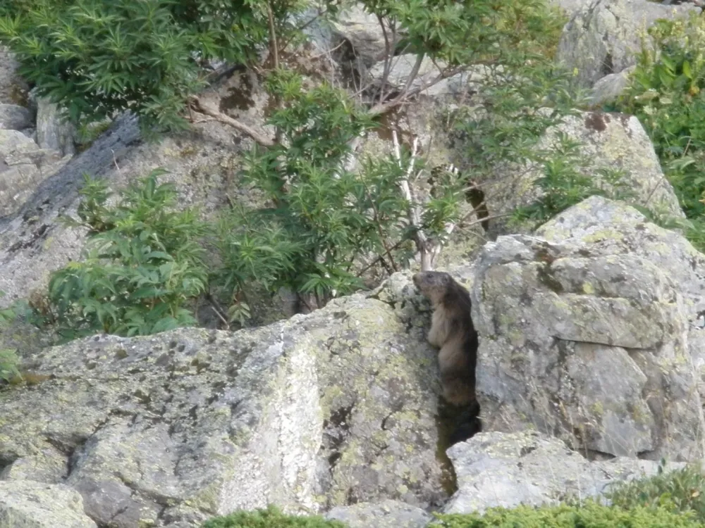 belles balades à pieds où l'on peut admirer les marmottes