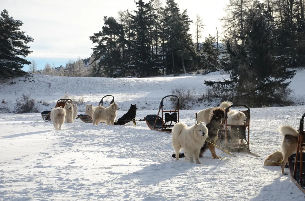 Promenade en chien de traineau à proximité du chalet