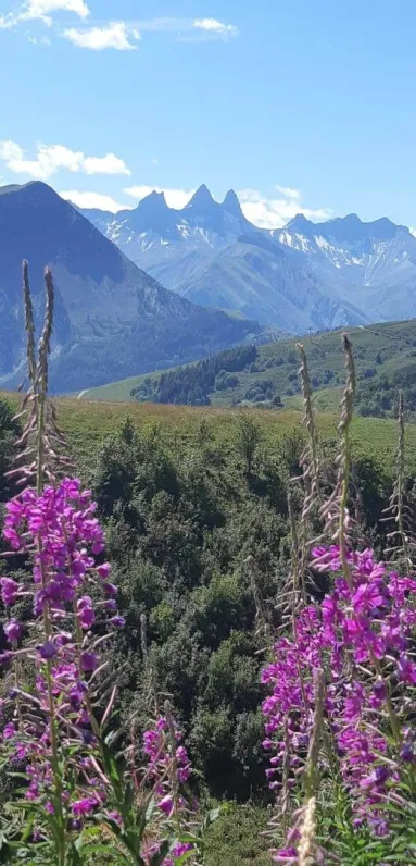 Chalet l'ours brun
