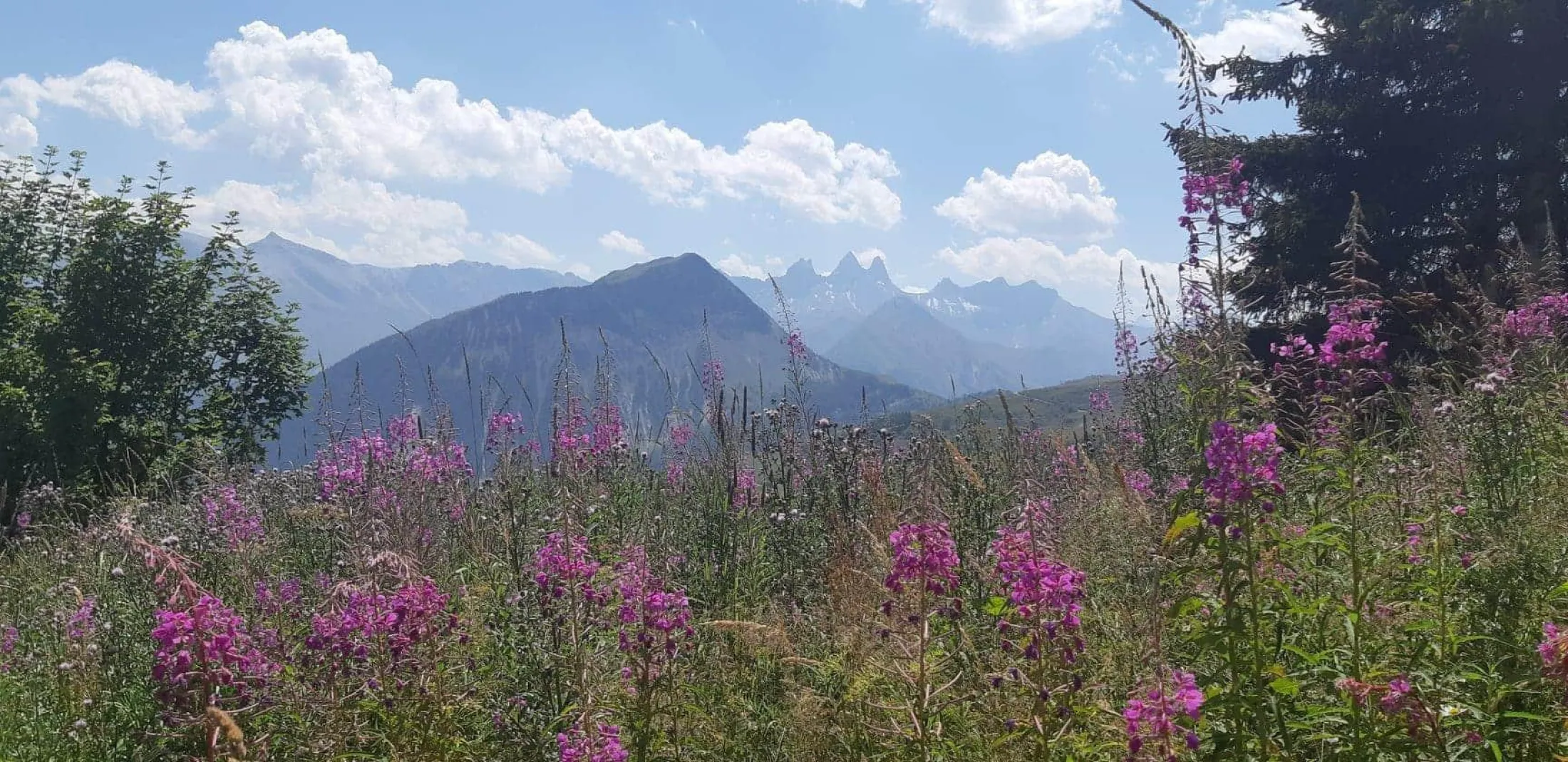Chalet l'ours brun