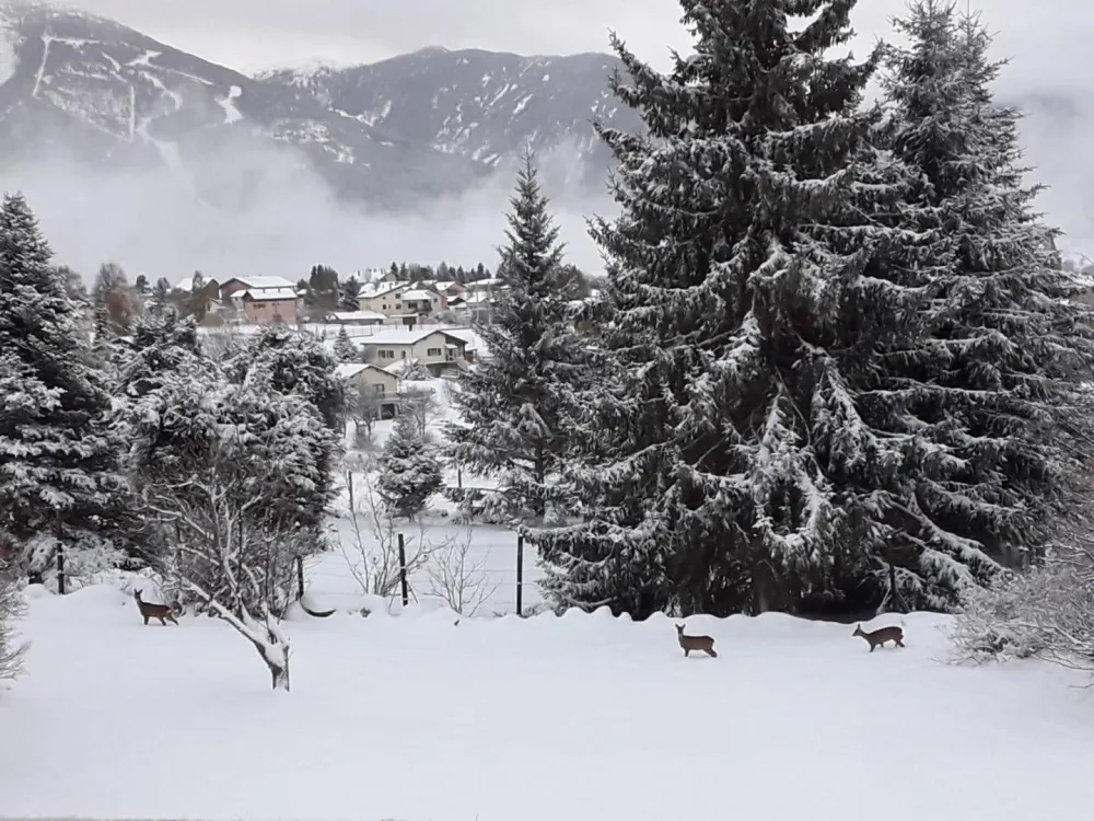 Les biches  devant nos portes  le matin  30 metres vue de la terrasse