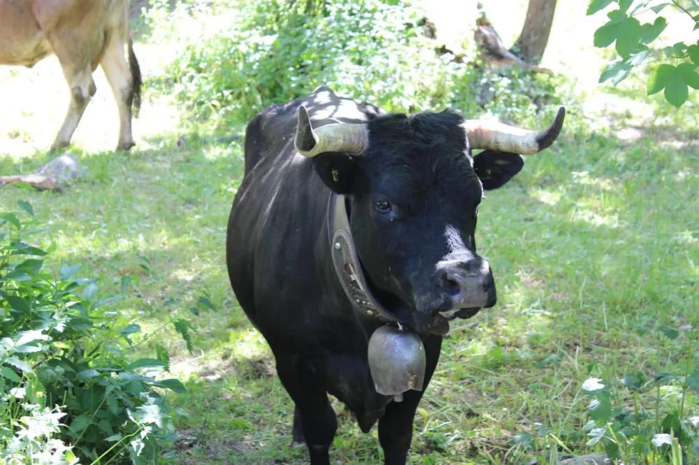 Allez on va voir les vaches lol