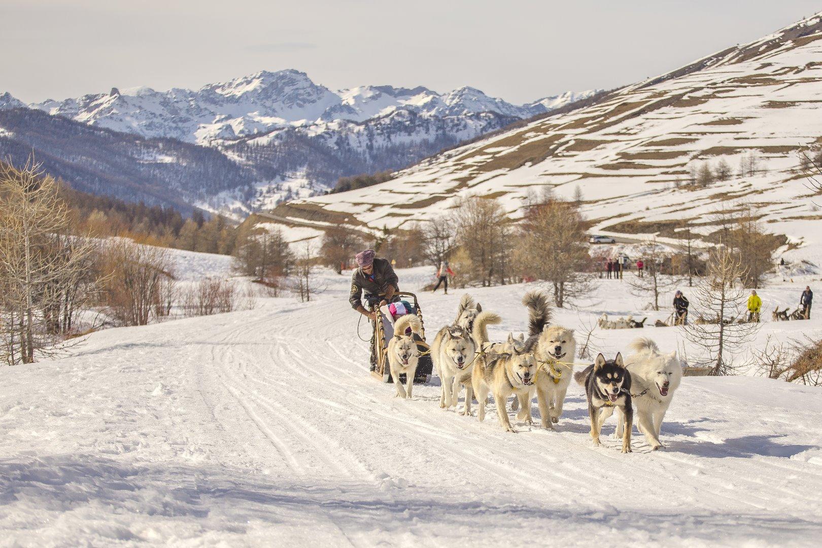 chiens de trainneaux