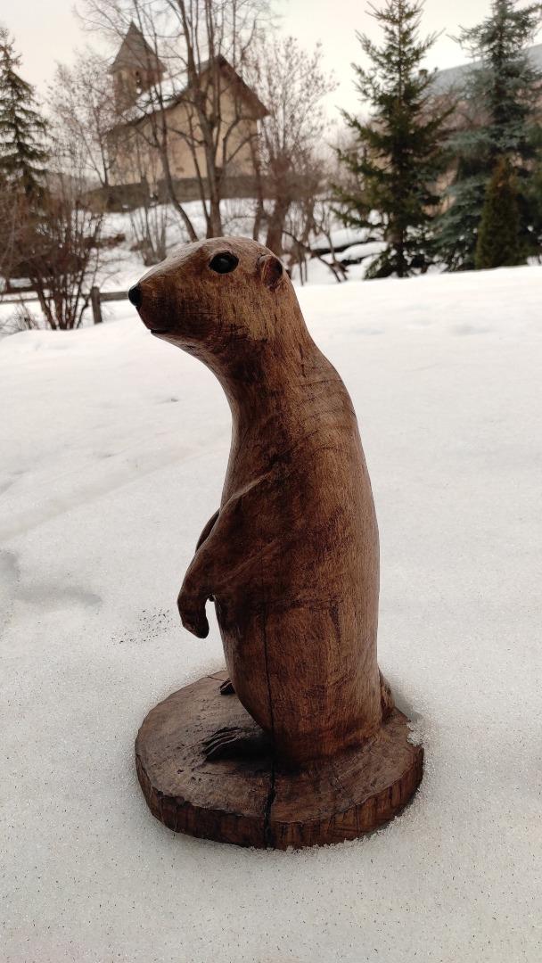 La marmotte de l'appartement.