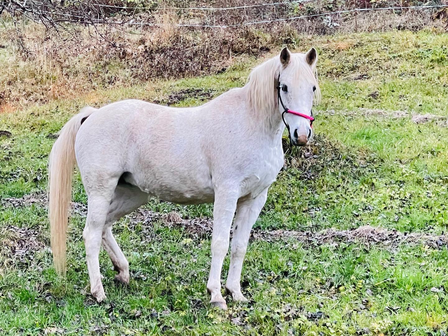 Zorah le cheval arabe