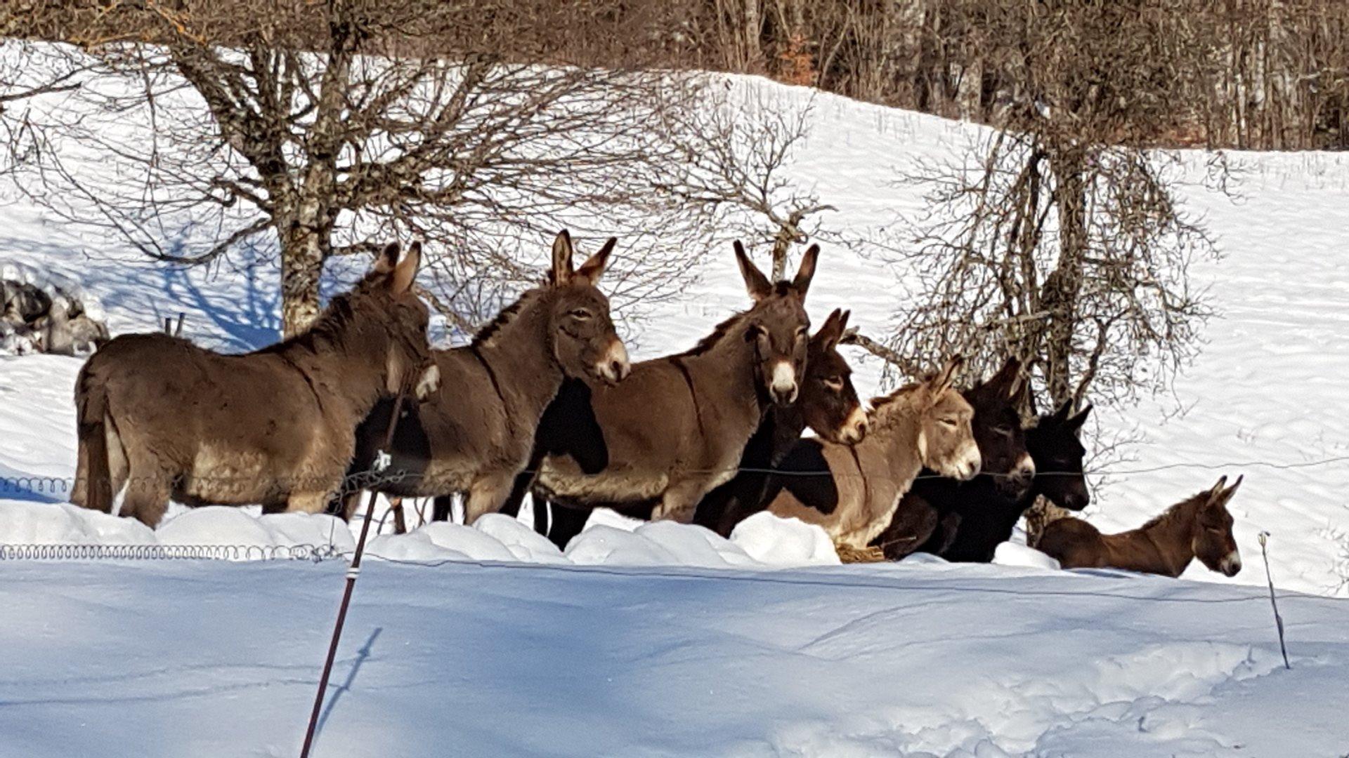 les anes sortent au soleil et peuvent rentrer quant ils veulent dans leur écurie.