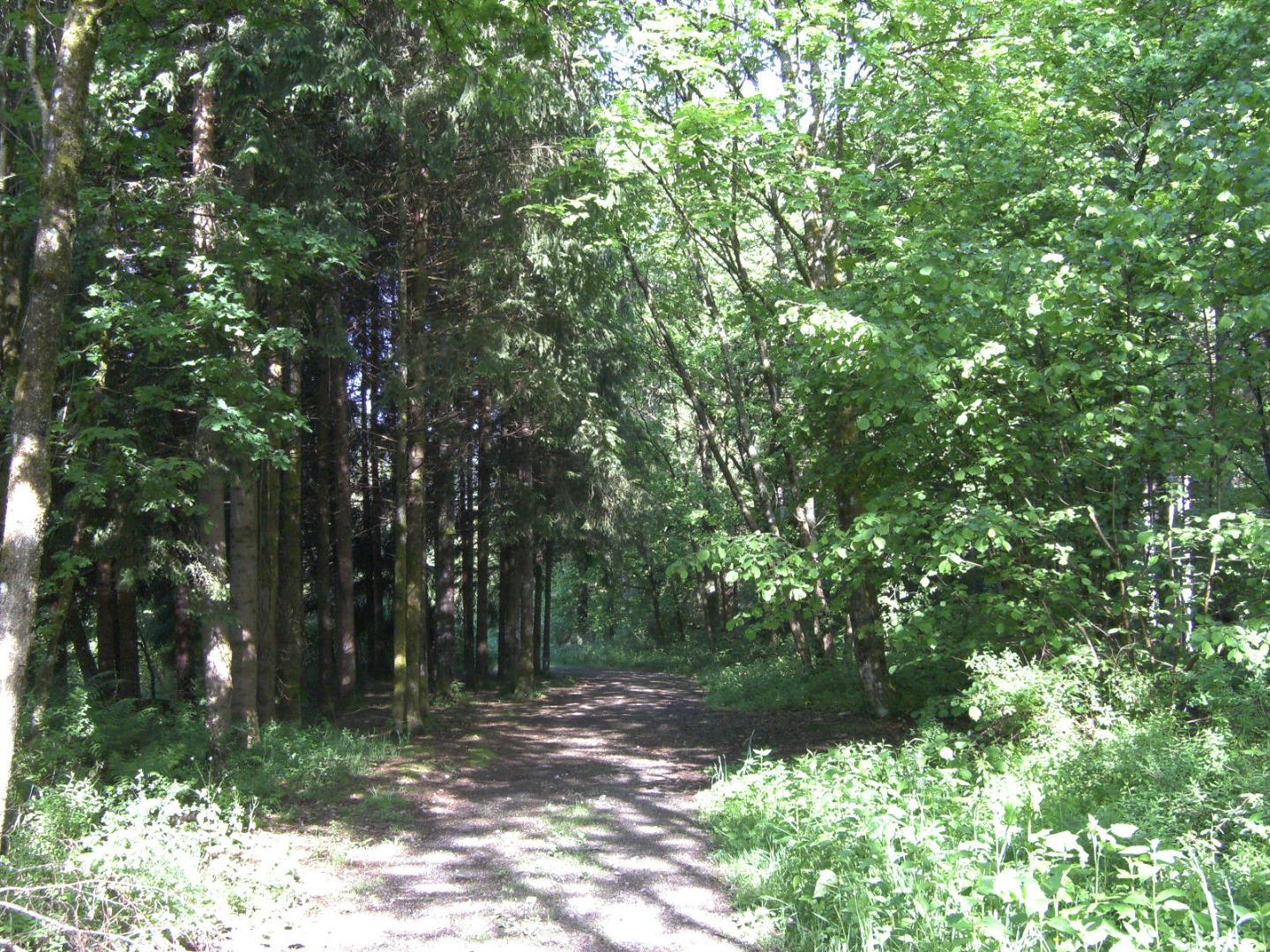 départ de  la maison, promenade agréable  le long de la Moselotte pour arriver au lac  a 500m du gite 