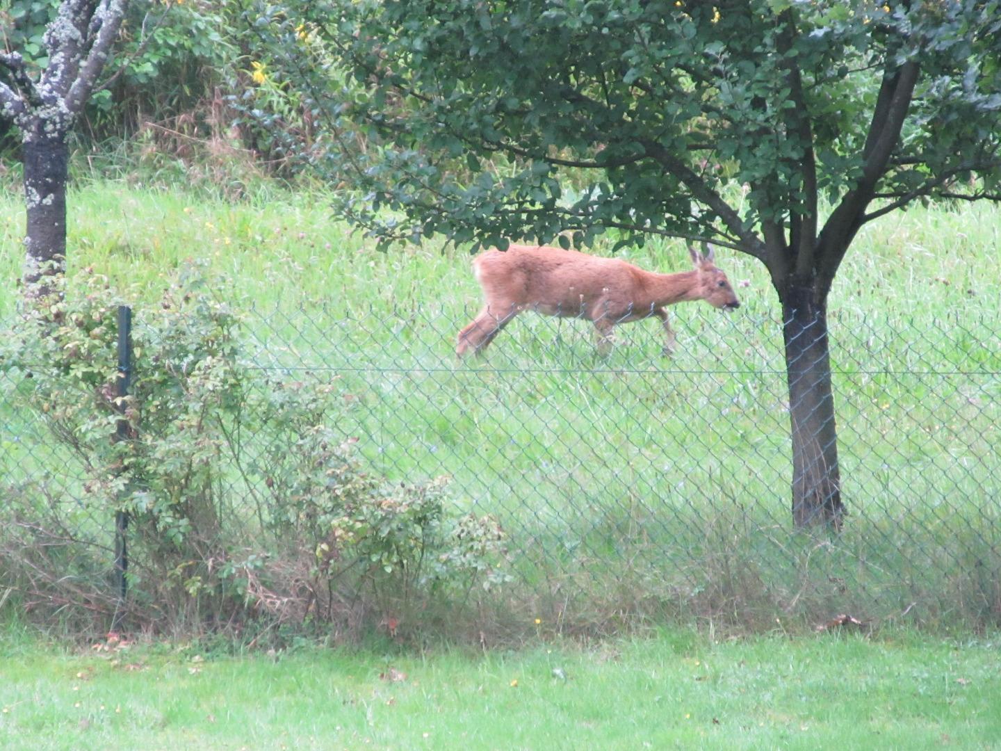 une biche dans le verger