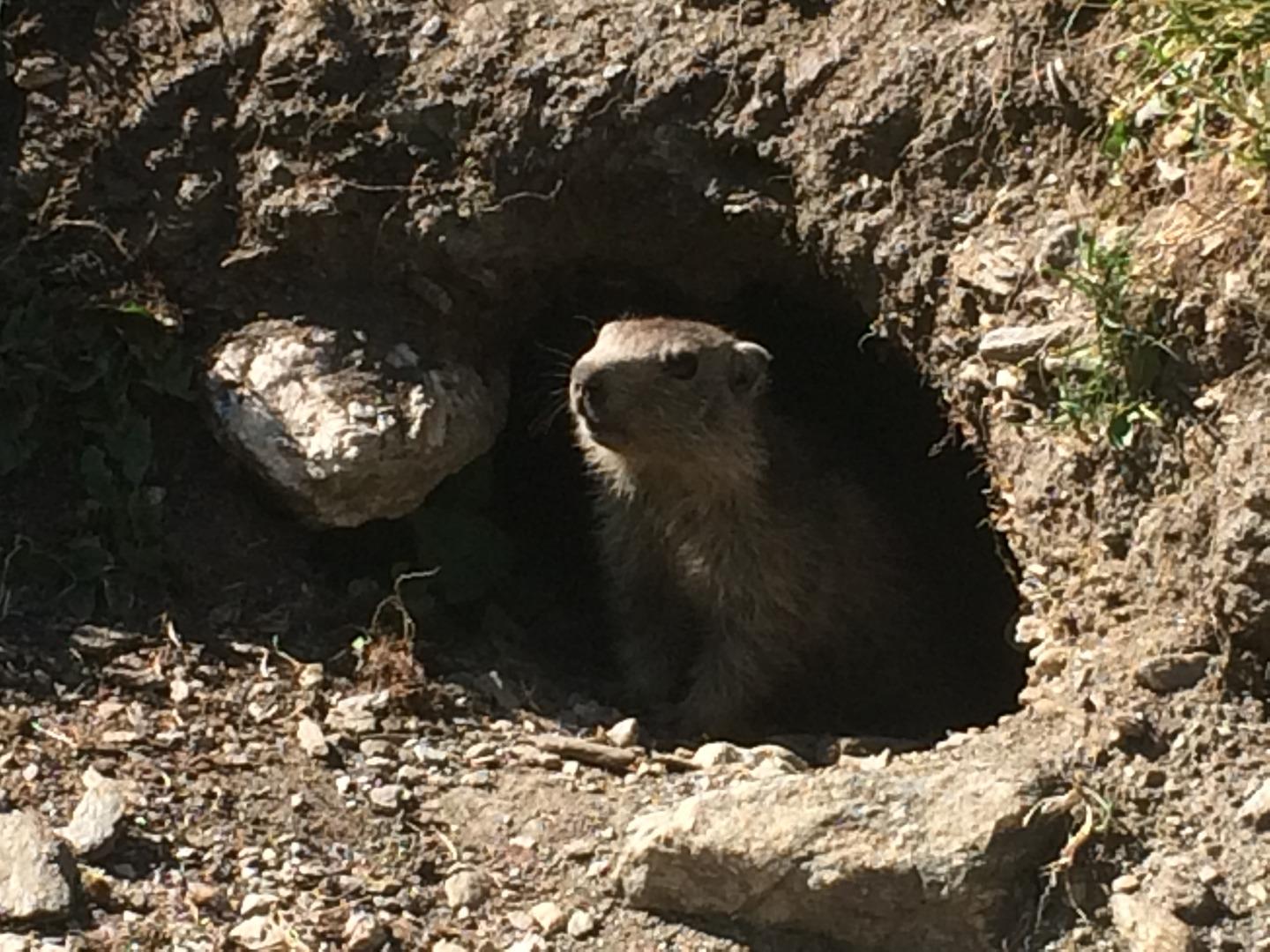 Marmotte 