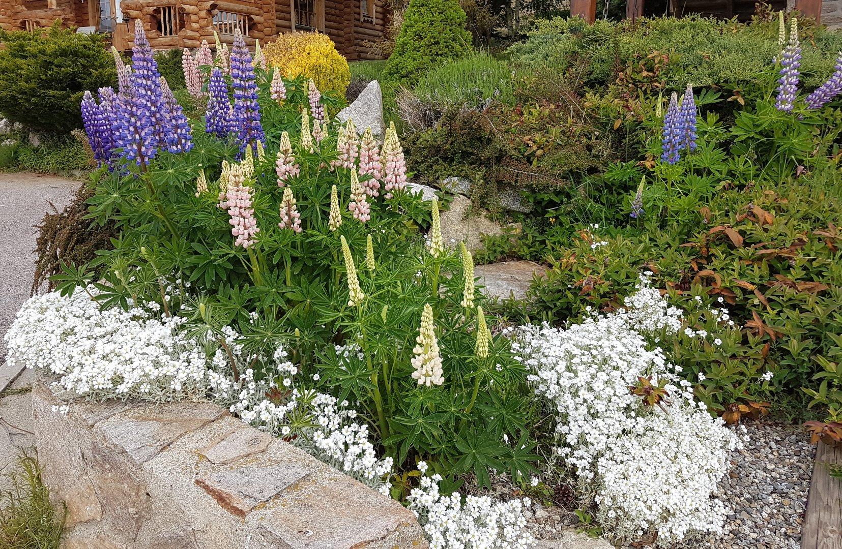 En juin, les lupins dans le jardin de rocaille.