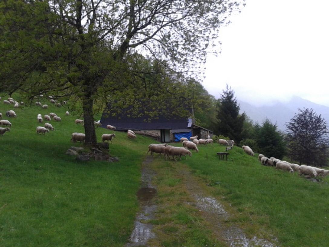 Avec les moutons, pour faire du bon fromage