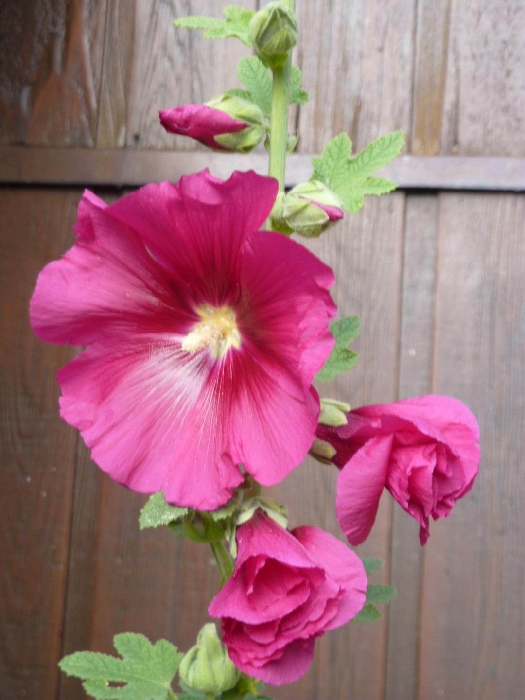 Fleur devant la résidence en été.