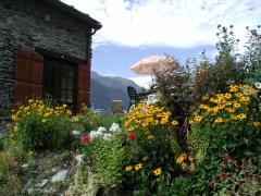 en été le jardin