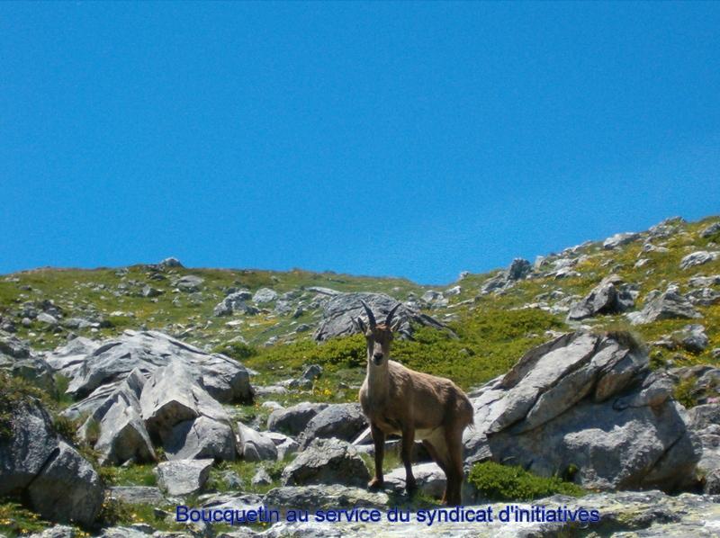 Très beau bouquetin  croisé lors d'une randonnée dans le parc de la Vanoise.