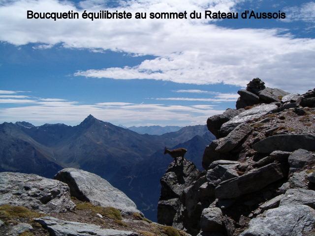 Boucquetin en situation délicate croisé lors de l'ascension du Rateau d'Aussois 
altitude 3147 mètres