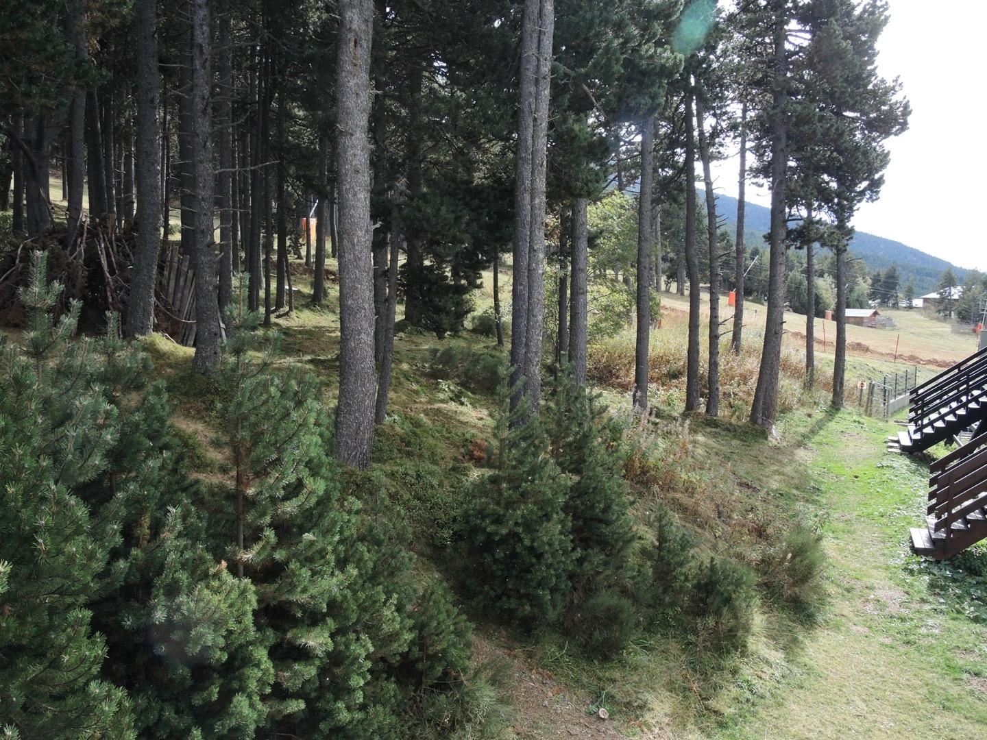 La forêt et les pistes vues à partir de notre terrasse. 
Les pistes et remonte-pentes sont à 100m de la résidence et atteignables par le petit sentier en pente douce qui mène aux casiers à ski.