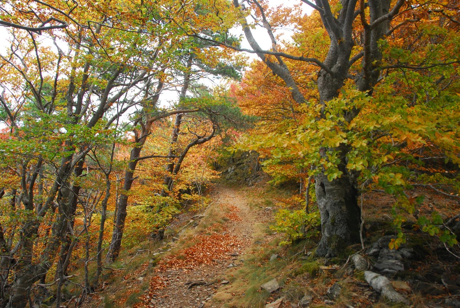 Eyne offre la possibilité de  nombreuses balades et randonnées de tous niveaux , au printemps,  en été, en automne et au mois de juin en particulier, pour découvrir la vallée d'Eyne, site protégé, parsemé de fleurs et en particulier le lys des Pyrénées.