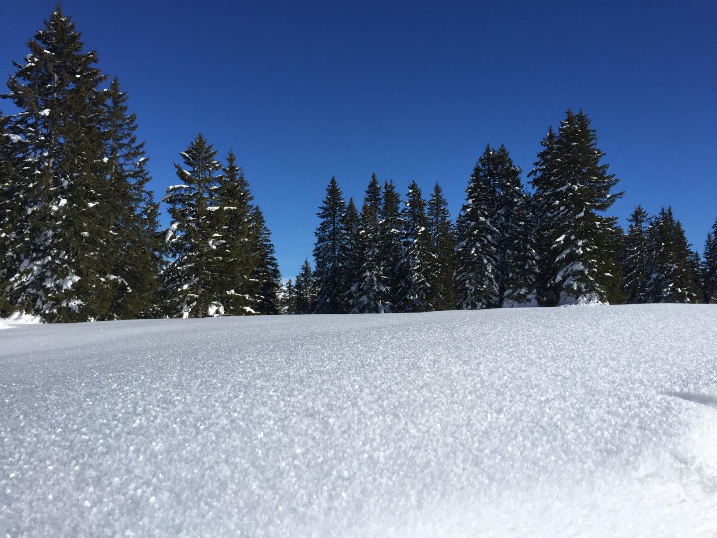 Forêt de Bisanne - Hiver