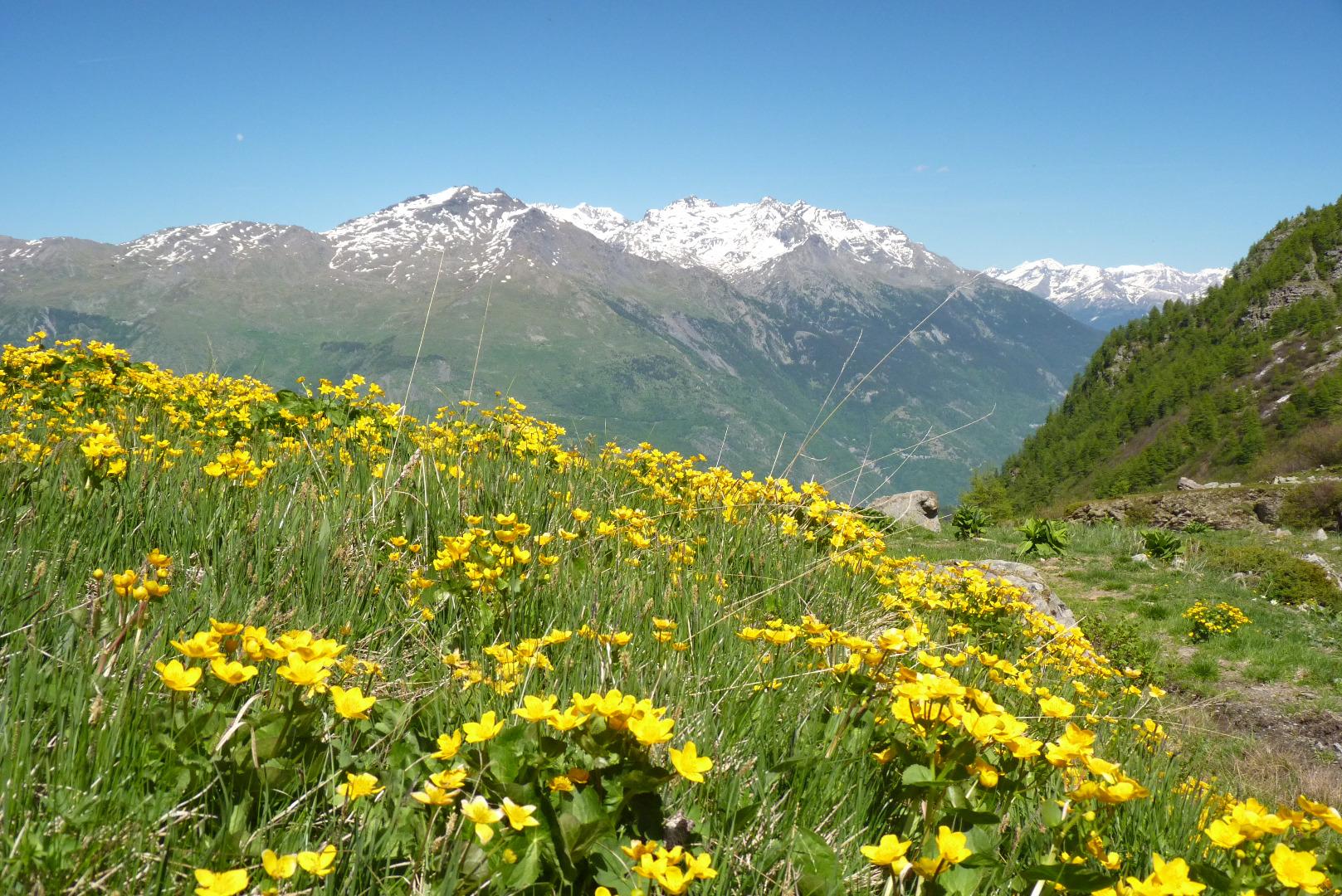 Dans le Vallon vers 2150 m : très nombreuses randonnées en montagne vers sommets de 2500 à 2900+ m.
Le gîte est une base de départ idéale en toutes saisons pour l'ensemble des pratiques sportives alpines.
