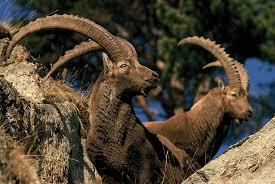 été , bouquetins