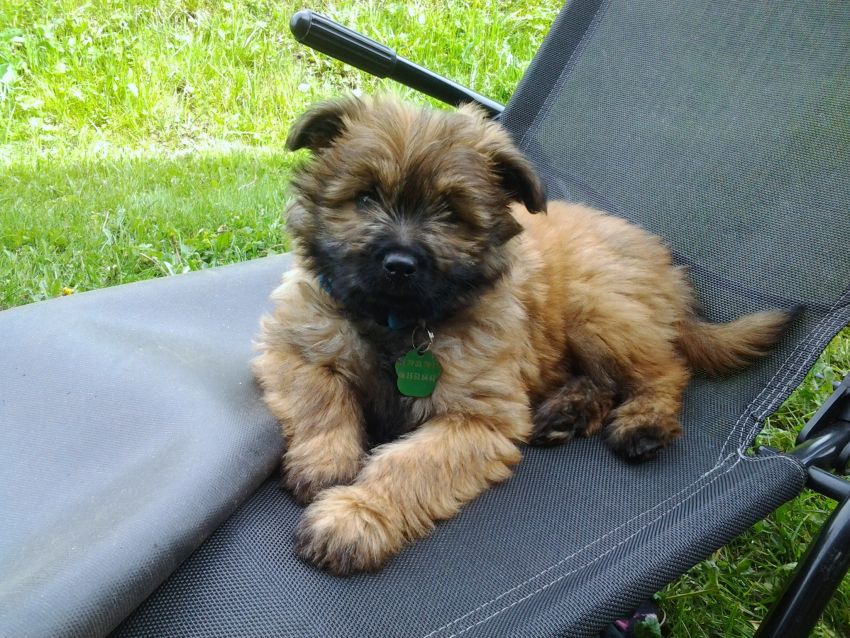 LA MASCOTTE DU CHALET : JAZZ