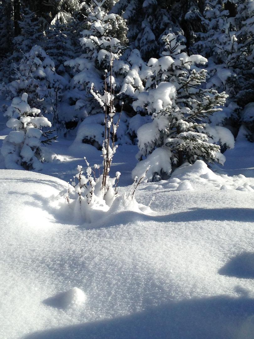 En lisière de forêt à quelques pas de Meribel village 